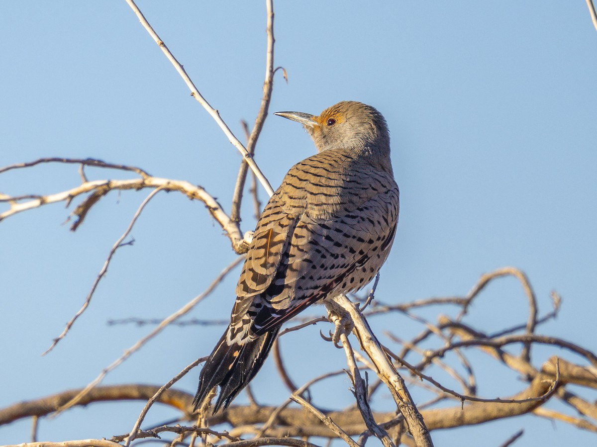 datel zlatý - ML646857512