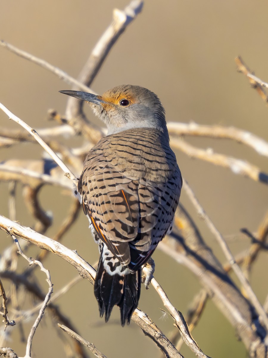 datel zlatý - ML646857513