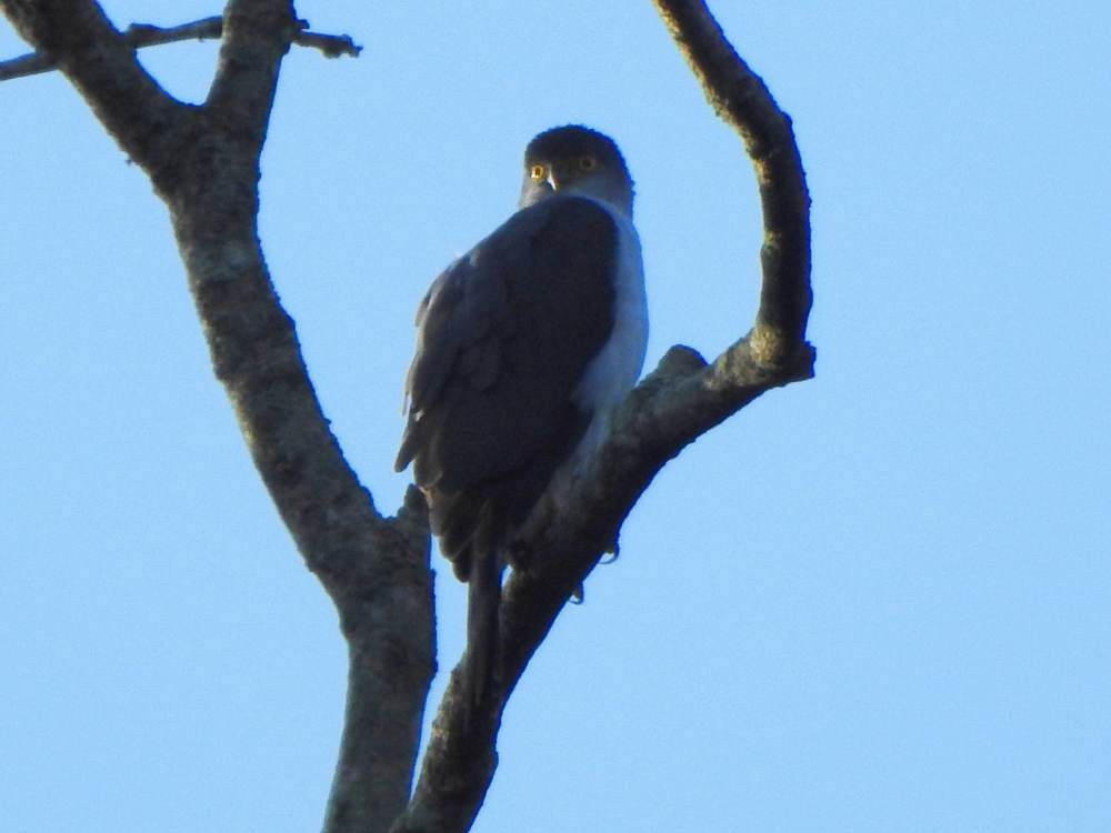 Bicolored Hawk - ML646857514