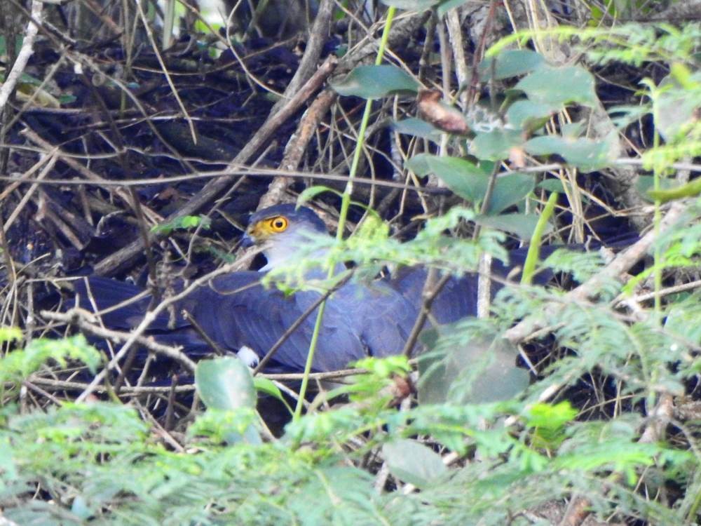 Bicolored Hawk - ML646857515