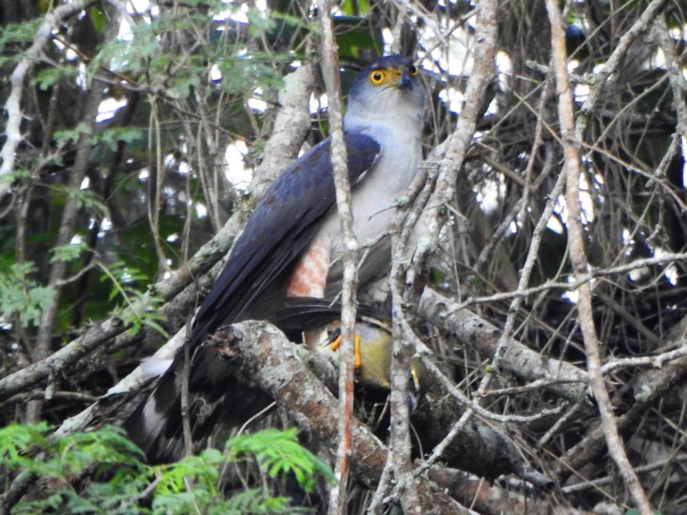 Bicolored Hawk - ML646857516