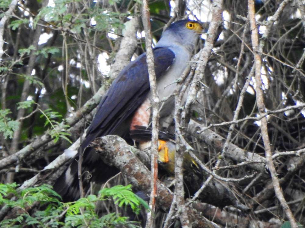 Bicolored Hawk - ML646857517