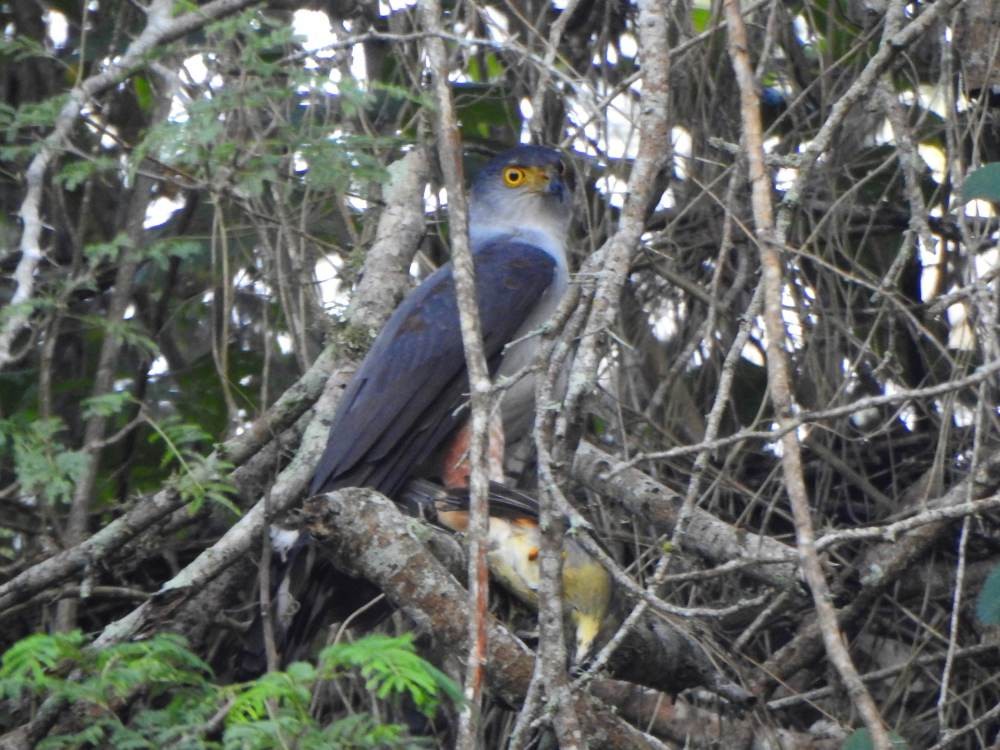 Bicolored Hawk - ML646857518