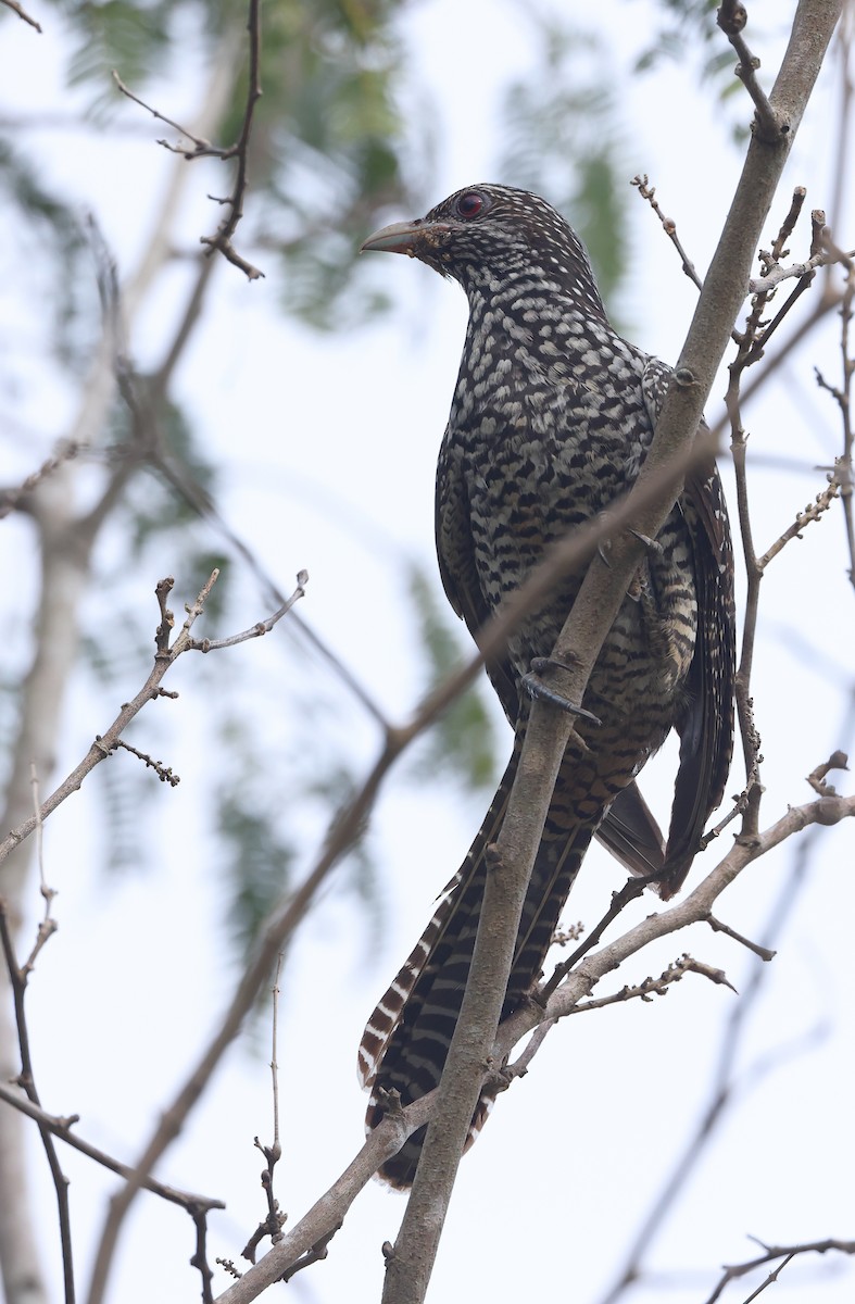 Asian Koel - ML646857519