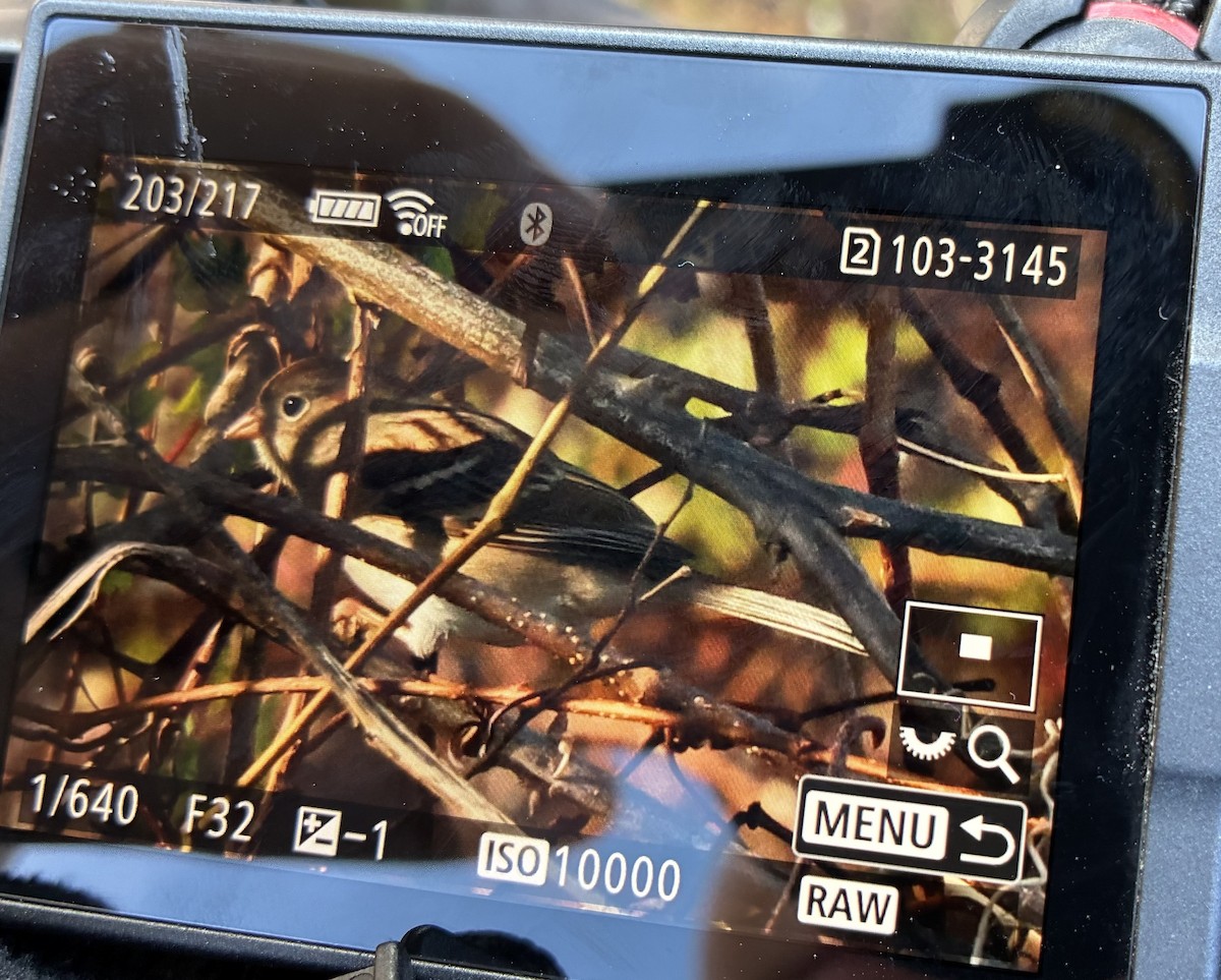 Полевая малая овсянка - ML646857520