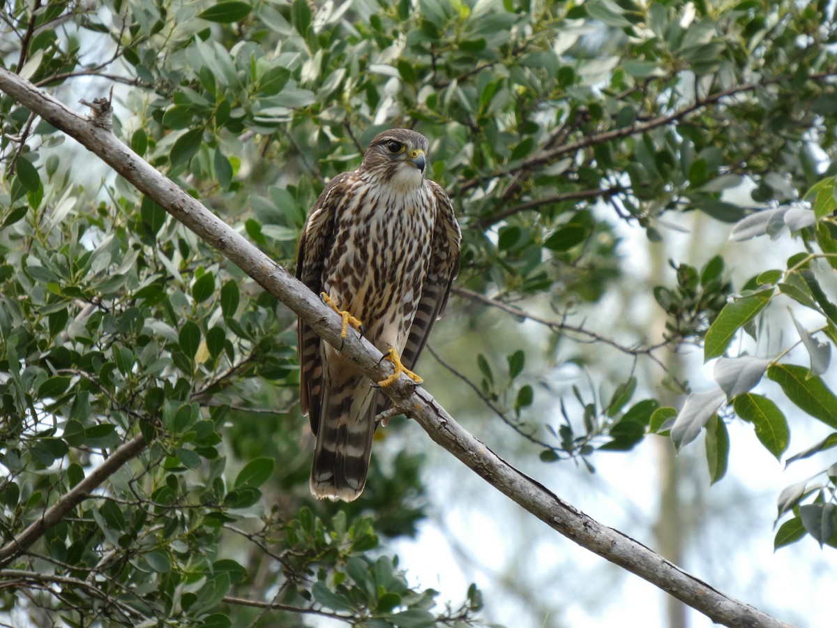 Smeriglio - ML646857521