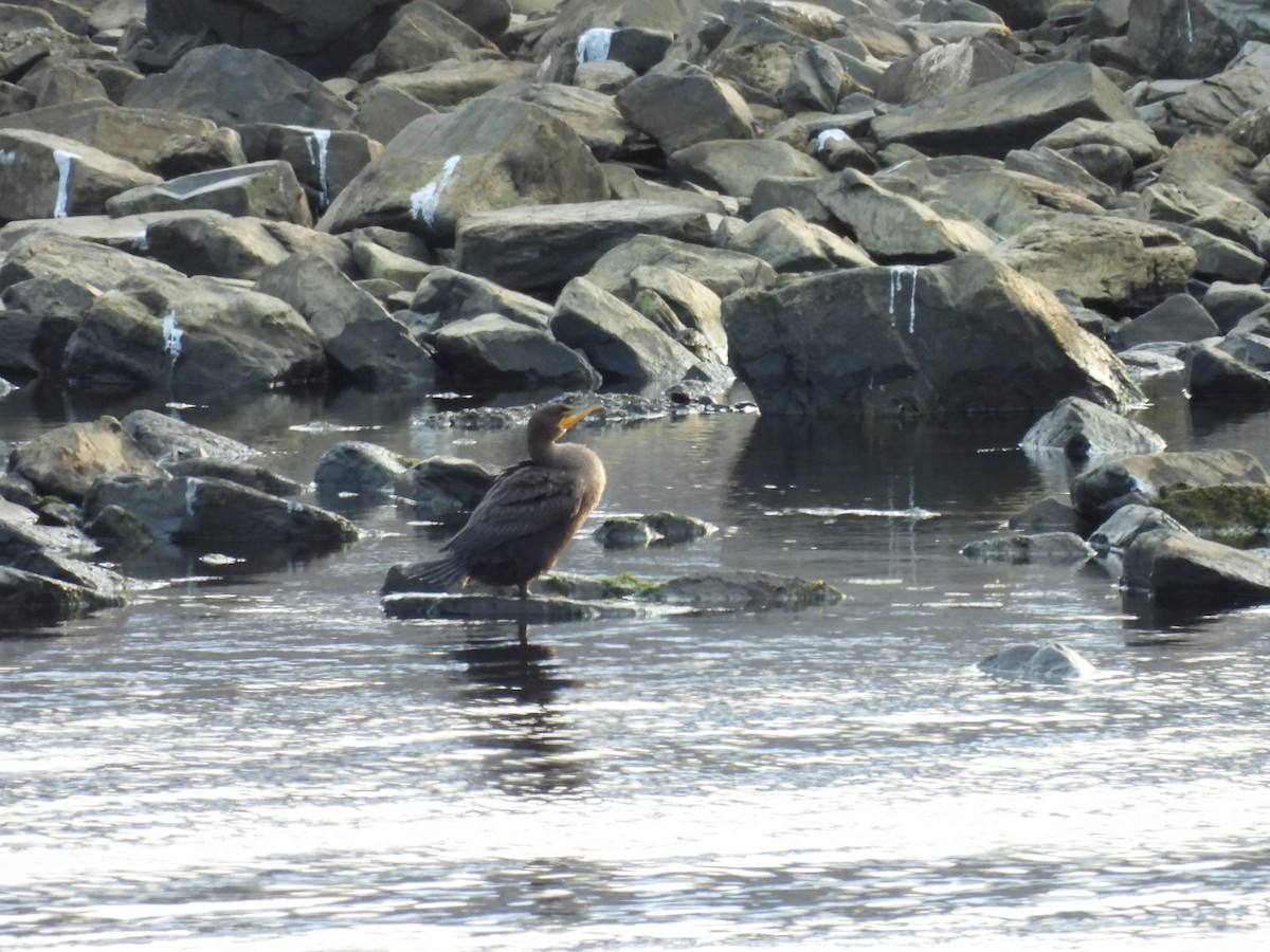 Double-crested Cormorant - ML646857525