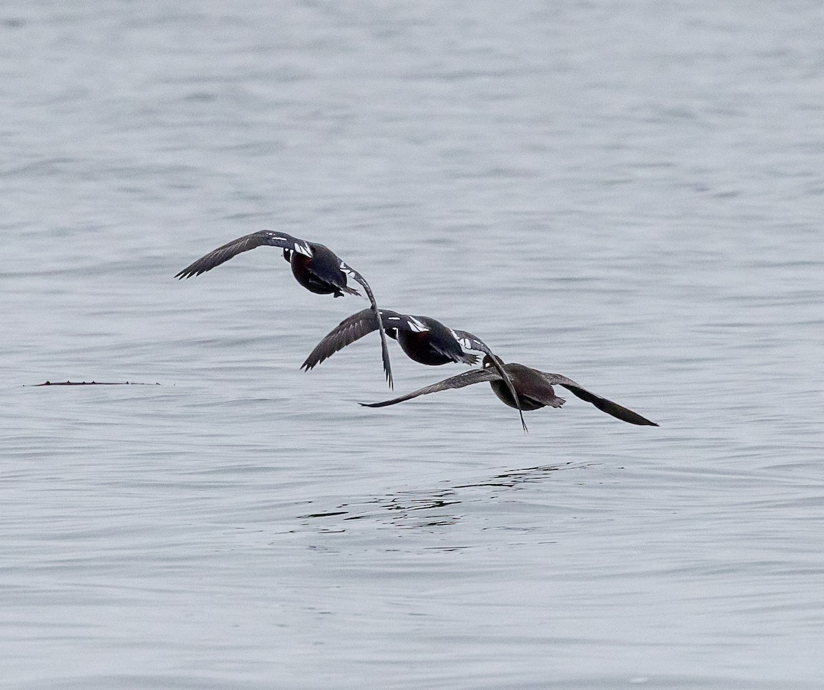 Palyaço Ördeği - ML646857532