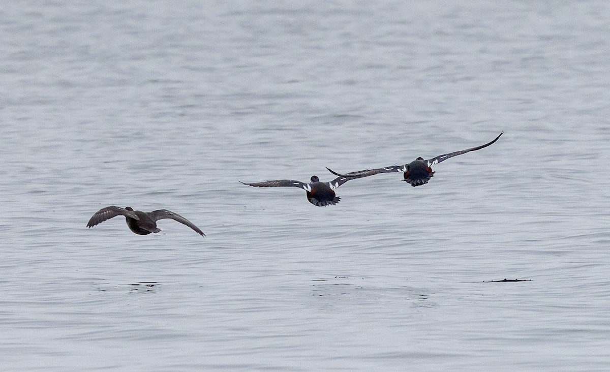 Palyaço Ördeği - ML646857533