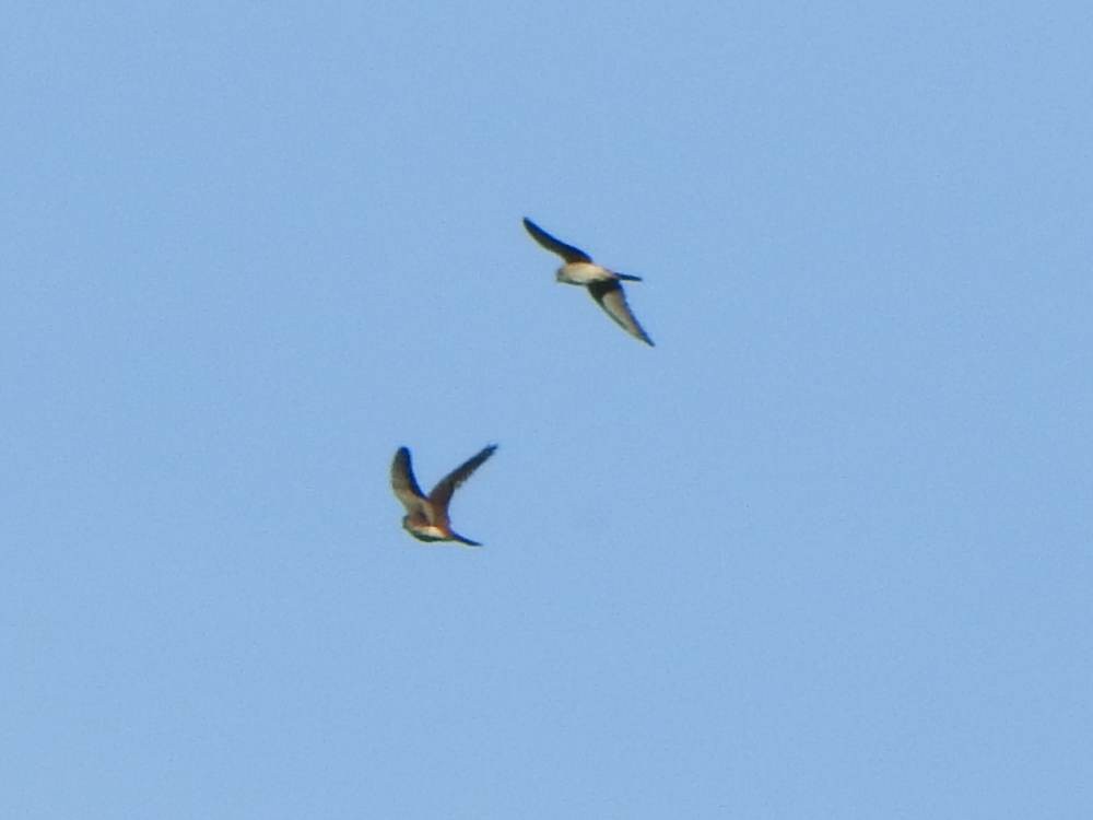 American Kestrel - ML646857535