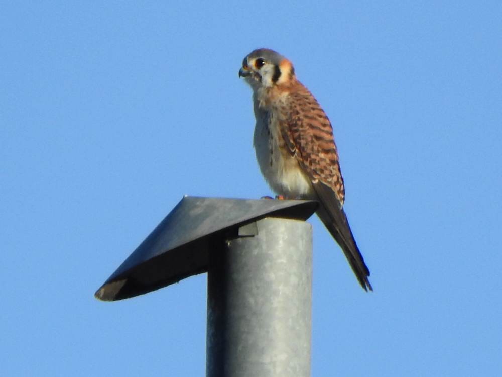 American Kestrel - ML646857537