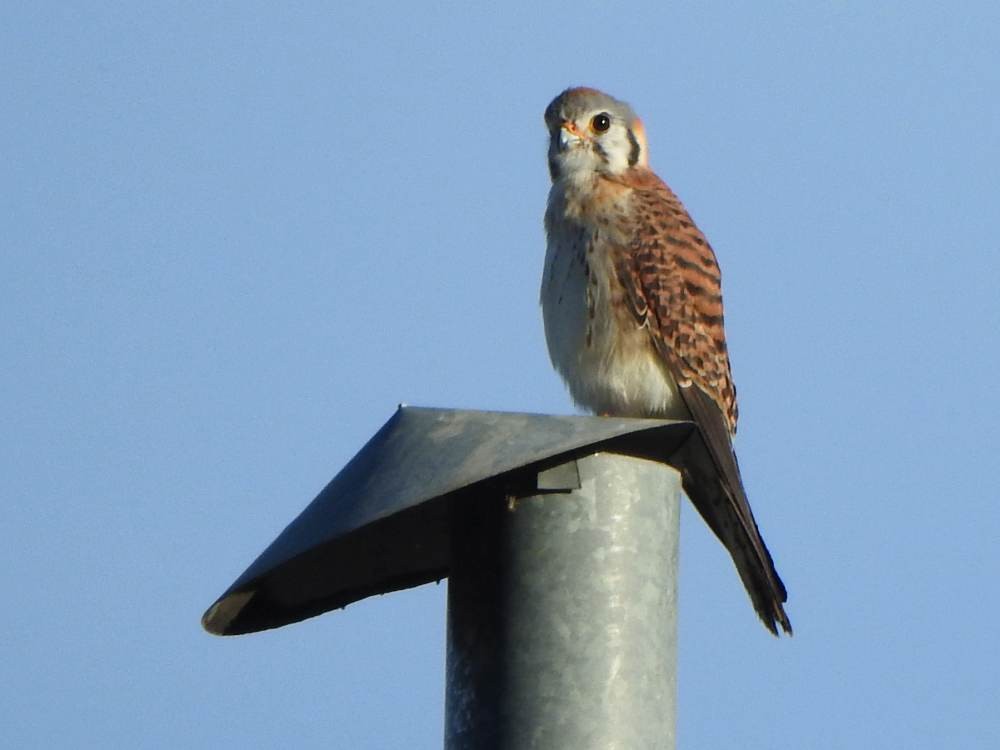 American Kestrel - ML646857538
