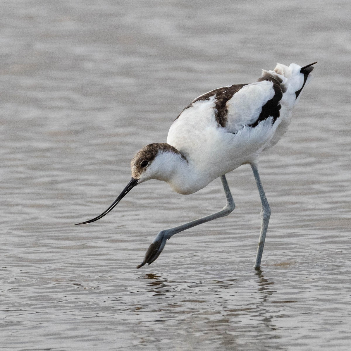 Pied Avocet - ML646857541