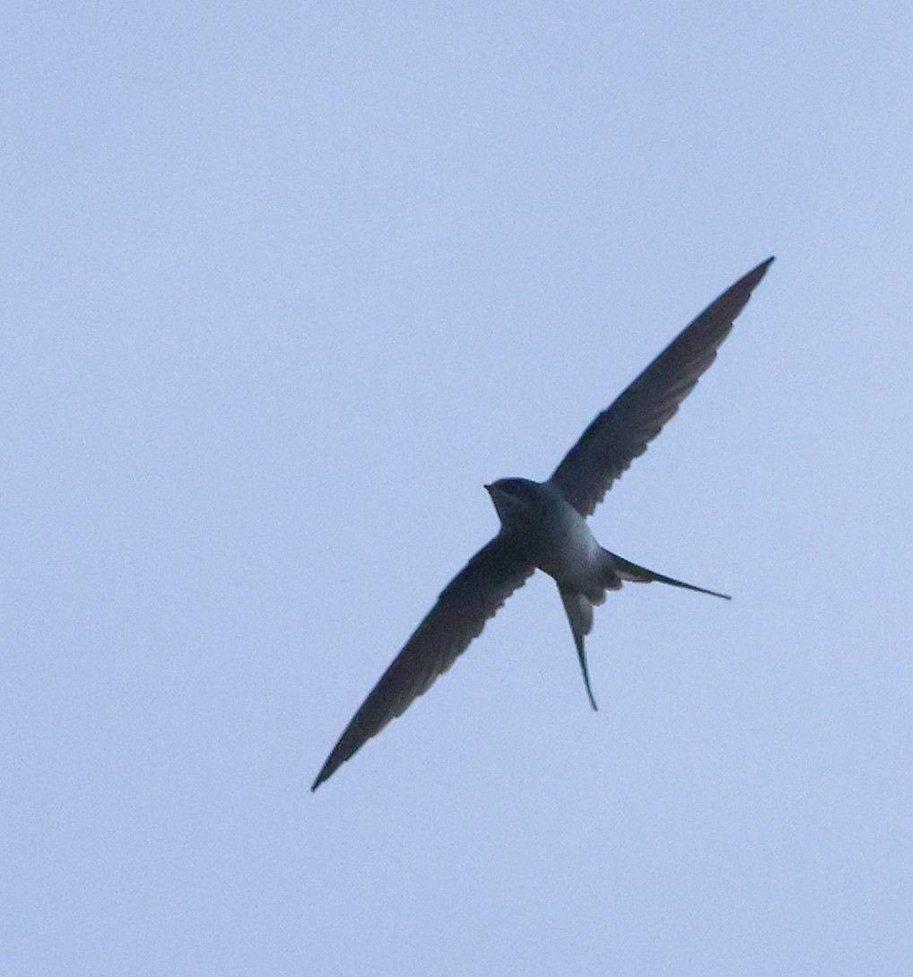 Crested Treeswift - ML646857544