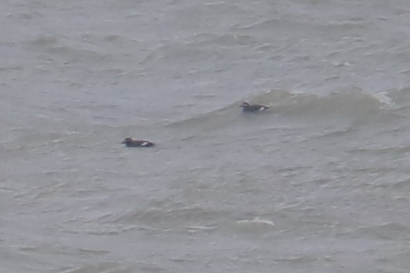 White-winged Scoter - ML646857545