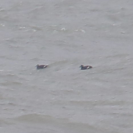 White-winged Scoter - ML646857546