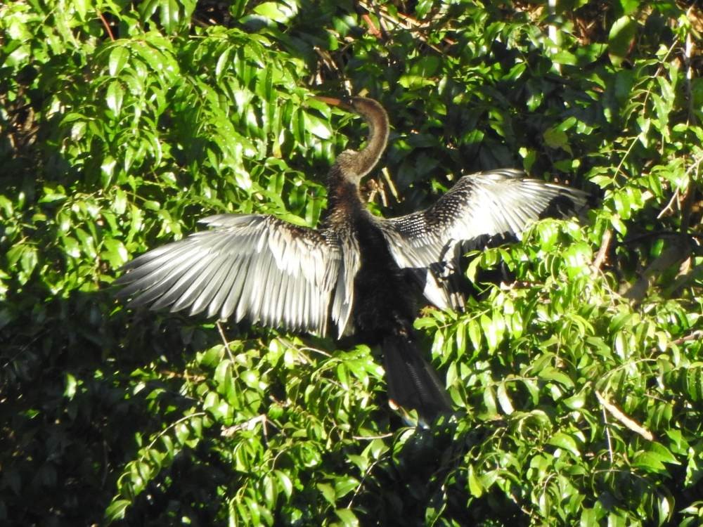 Anhinga - ML646857549