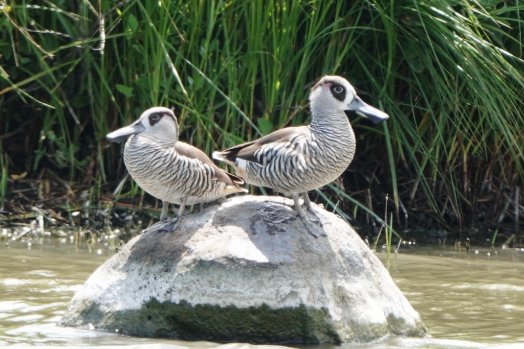 Pink-eared Duck - ML646857550