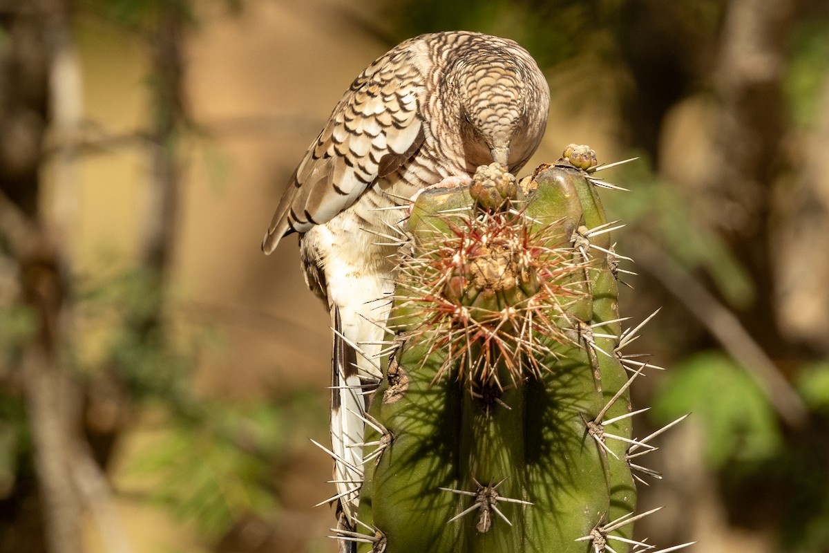 Чешуйчатая земляная горлица - ML646857551