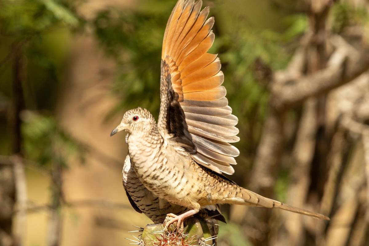 Чешуйчатая земляная горлица - ML646857552