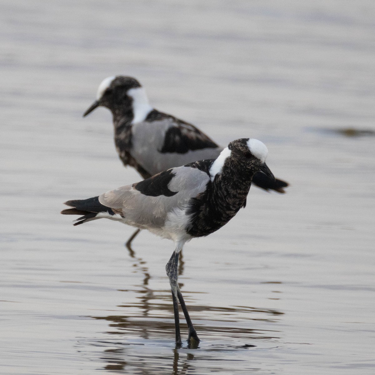Blacksmith Lapwing - ML646857554