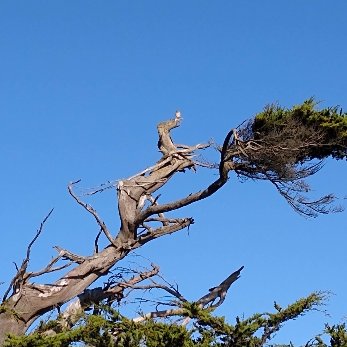 American Kestrel - ML646857555