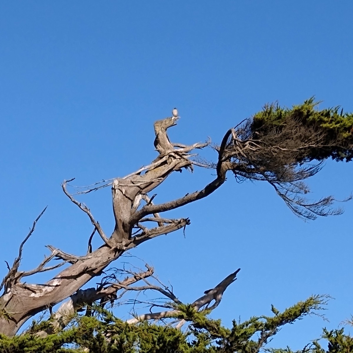 American Kestrel - ML646857556