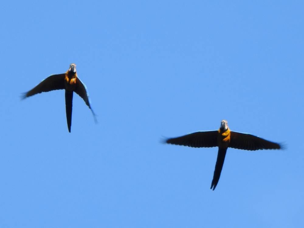 藍黃金剛鸚鵡 - ML646857557