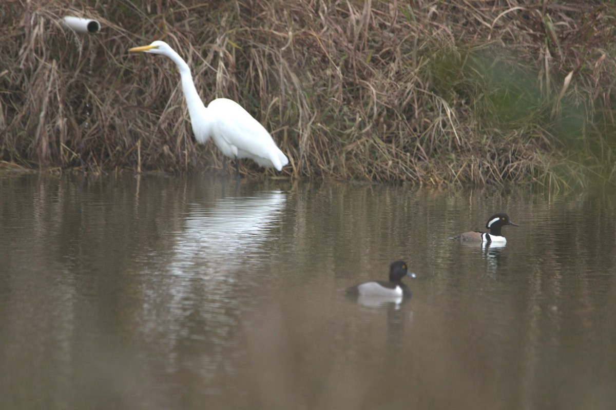 Great Egret - ML646857559