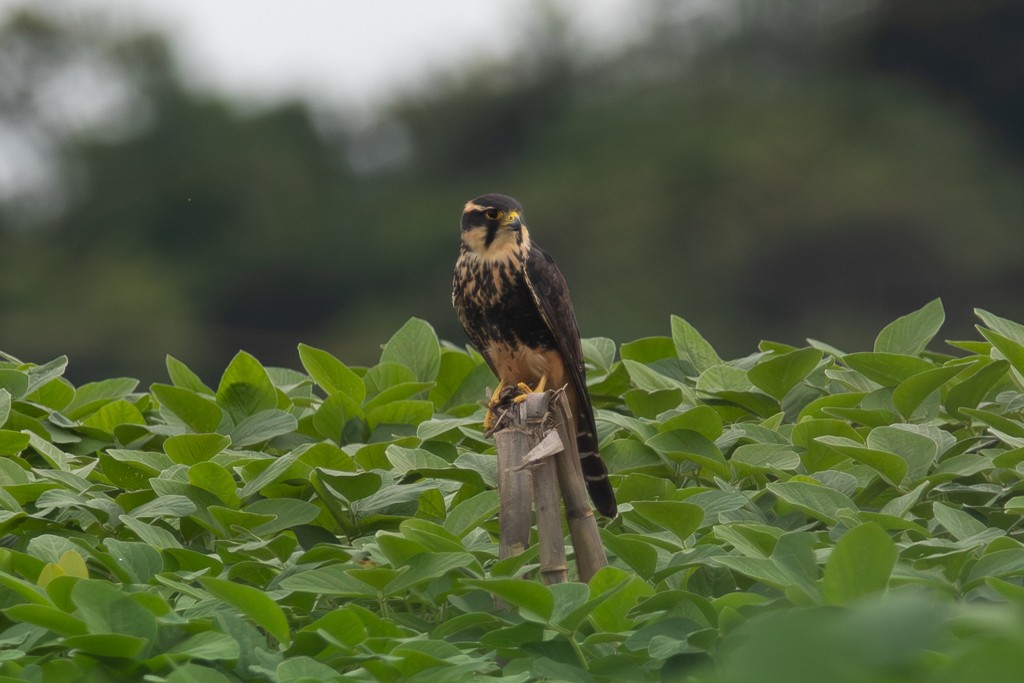 Aplomado Falcon - ML646857562