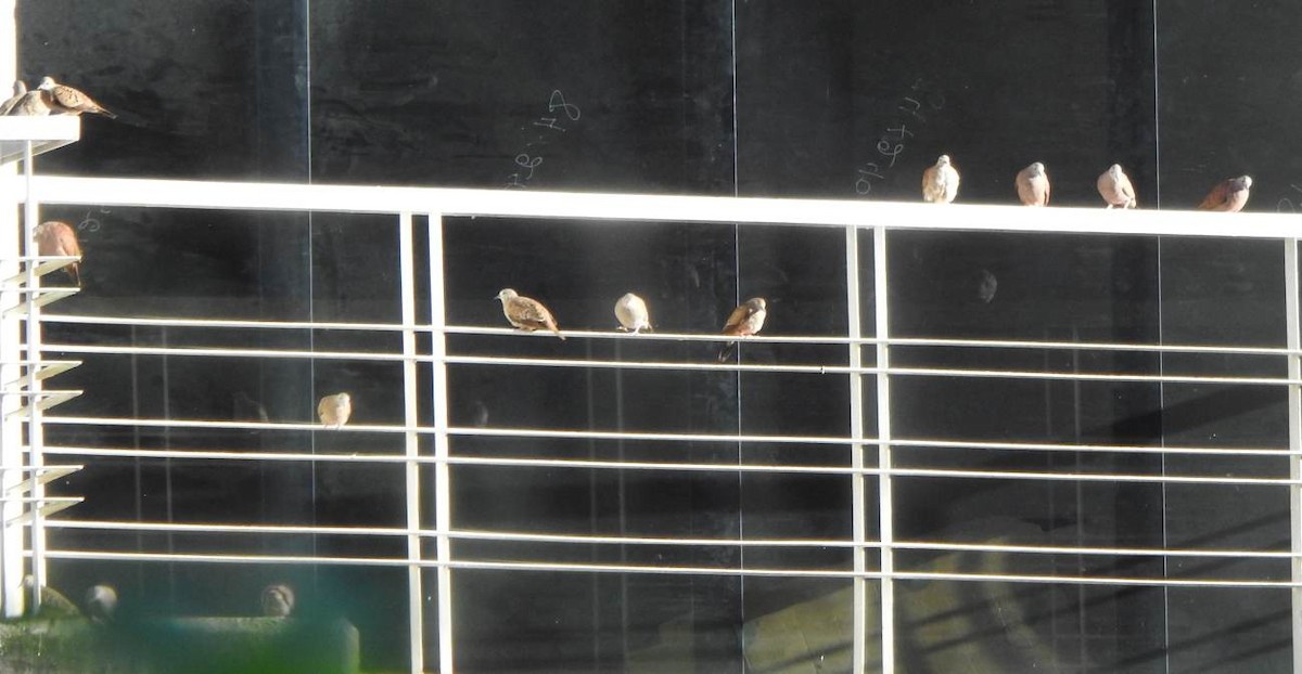 Ruddy Ground Dove - ML646857563