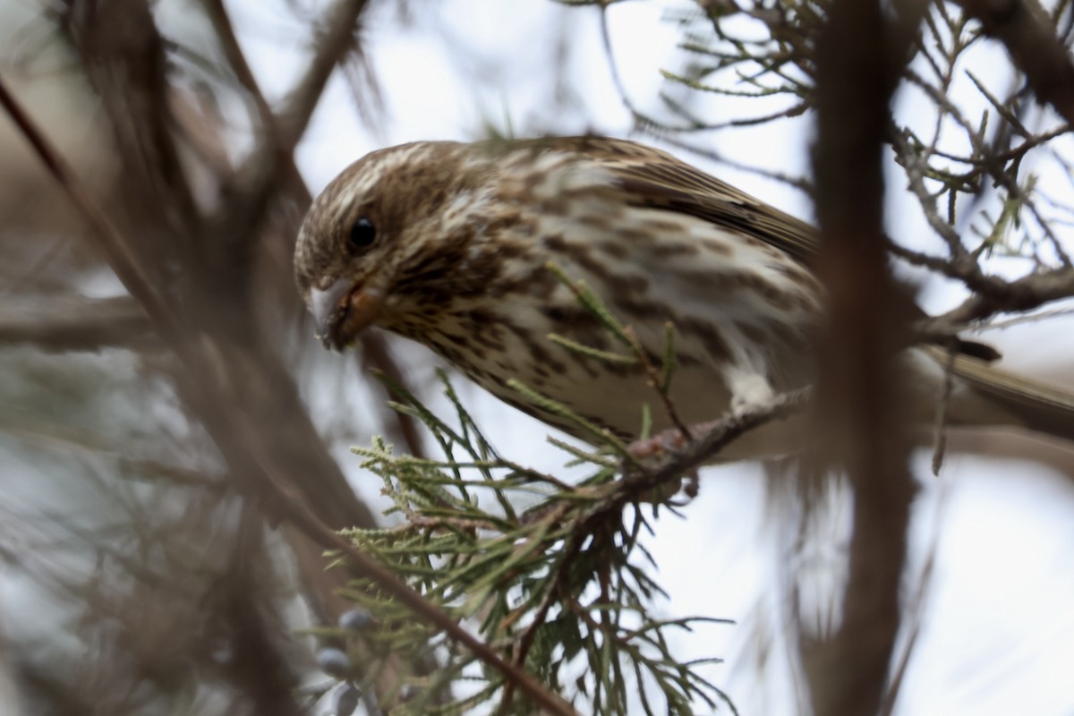 Purple Finch - ML646857567