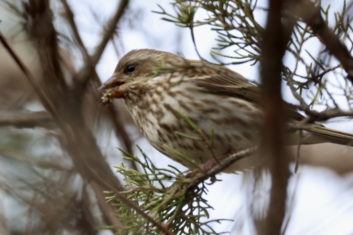 Purple Finch - ML646857568