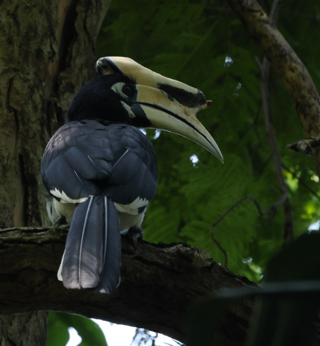 Oriental Pied-Hornbill - ML646857570
