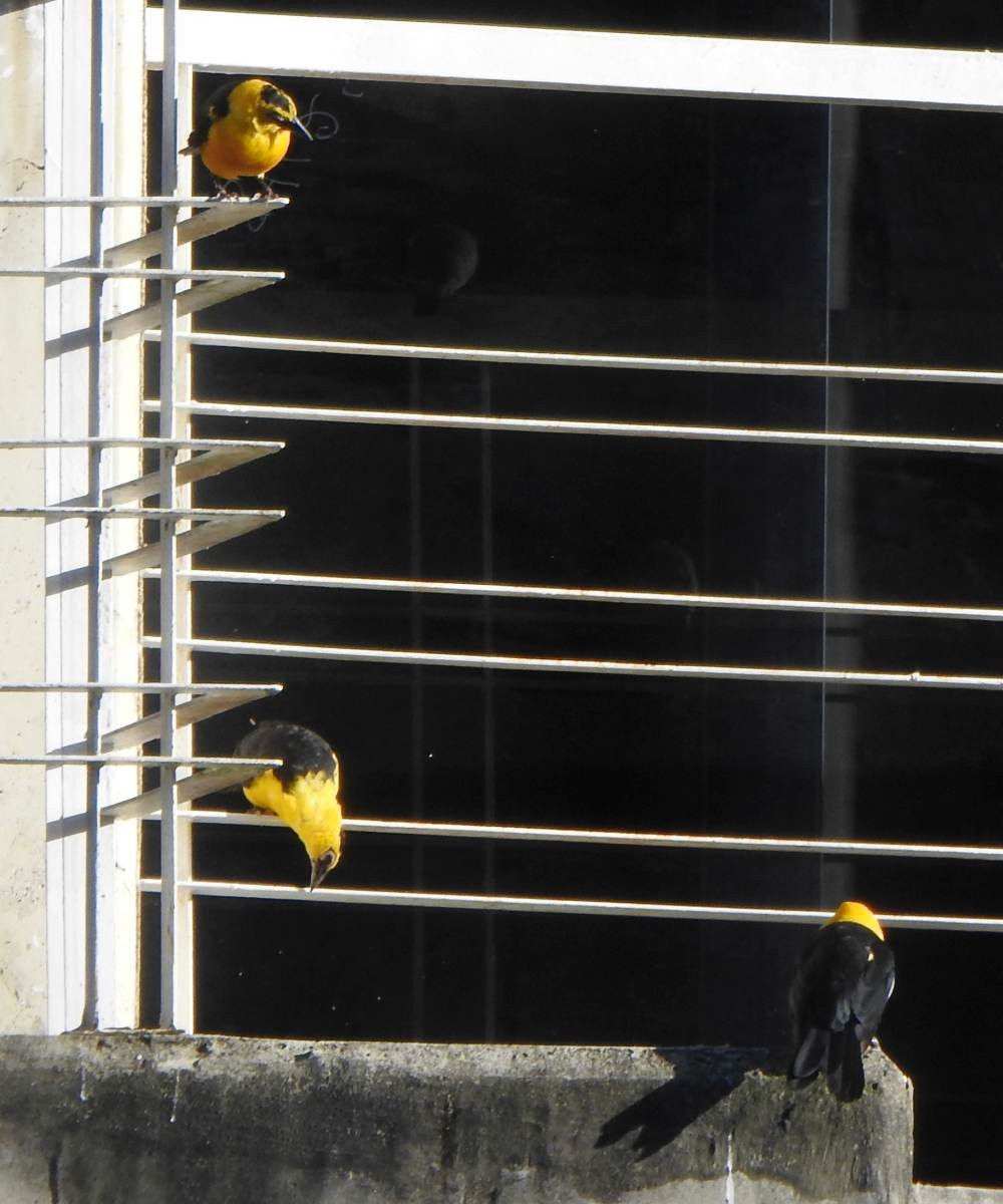 Oriole Blackbird - ML646857573