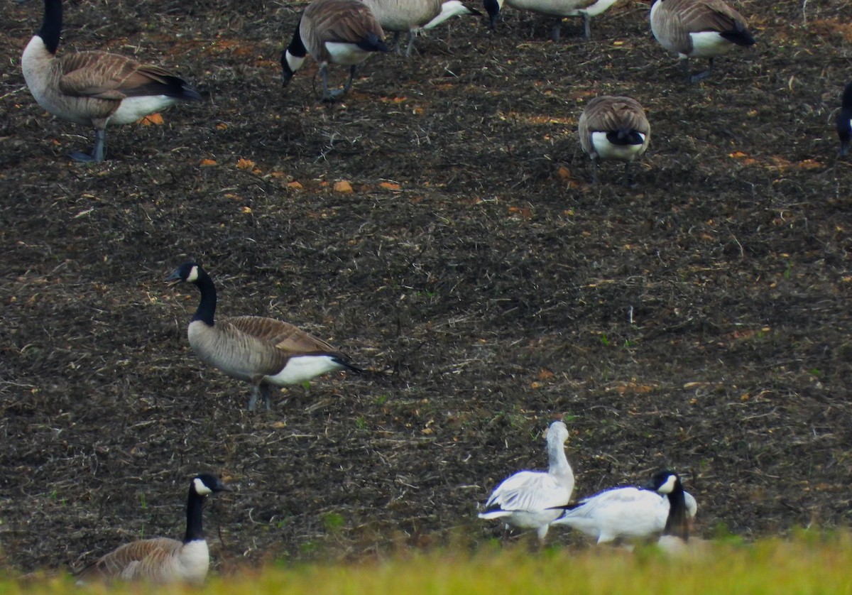 אווז שלג - ML646857574