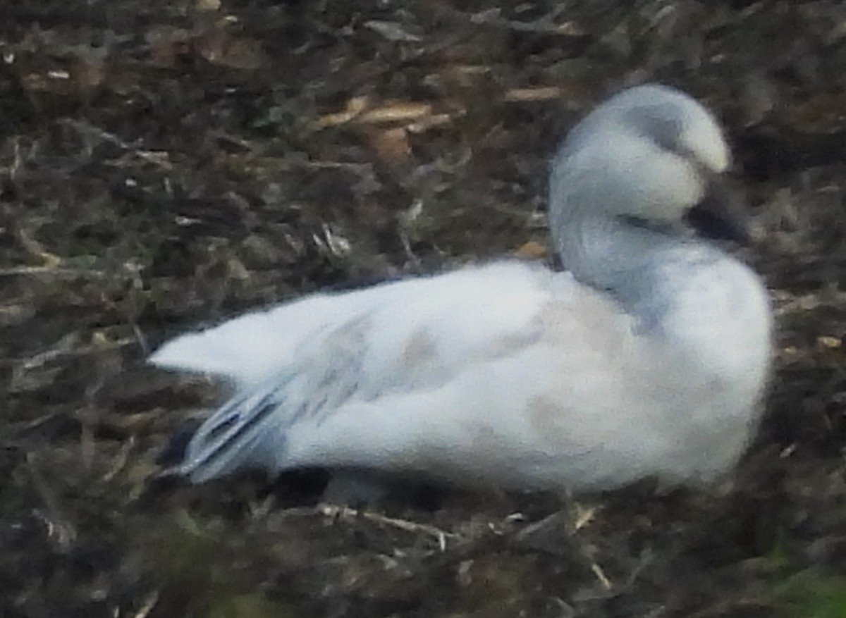 אווז שלג - ML646857575