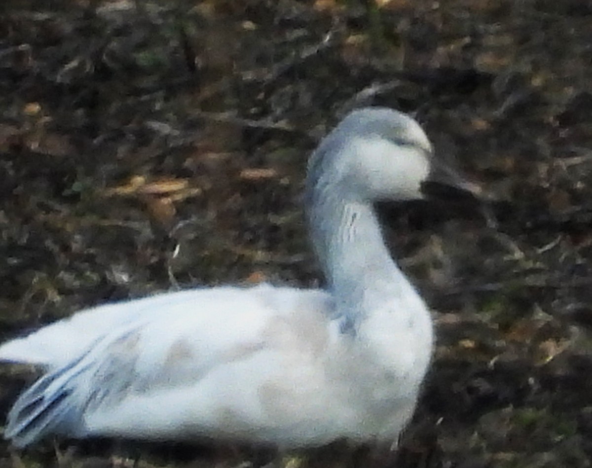 אווז שלג - ML646857576