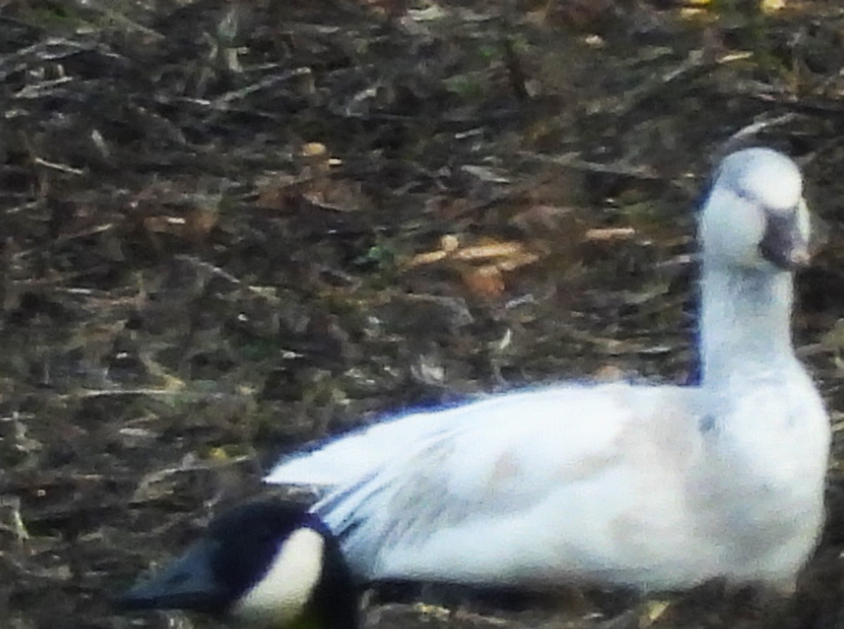 אווז שלג - ML646857577