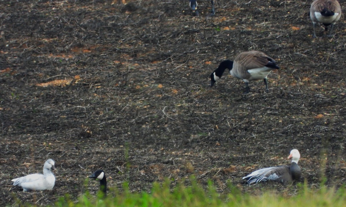 אווז שלג - ML646857578