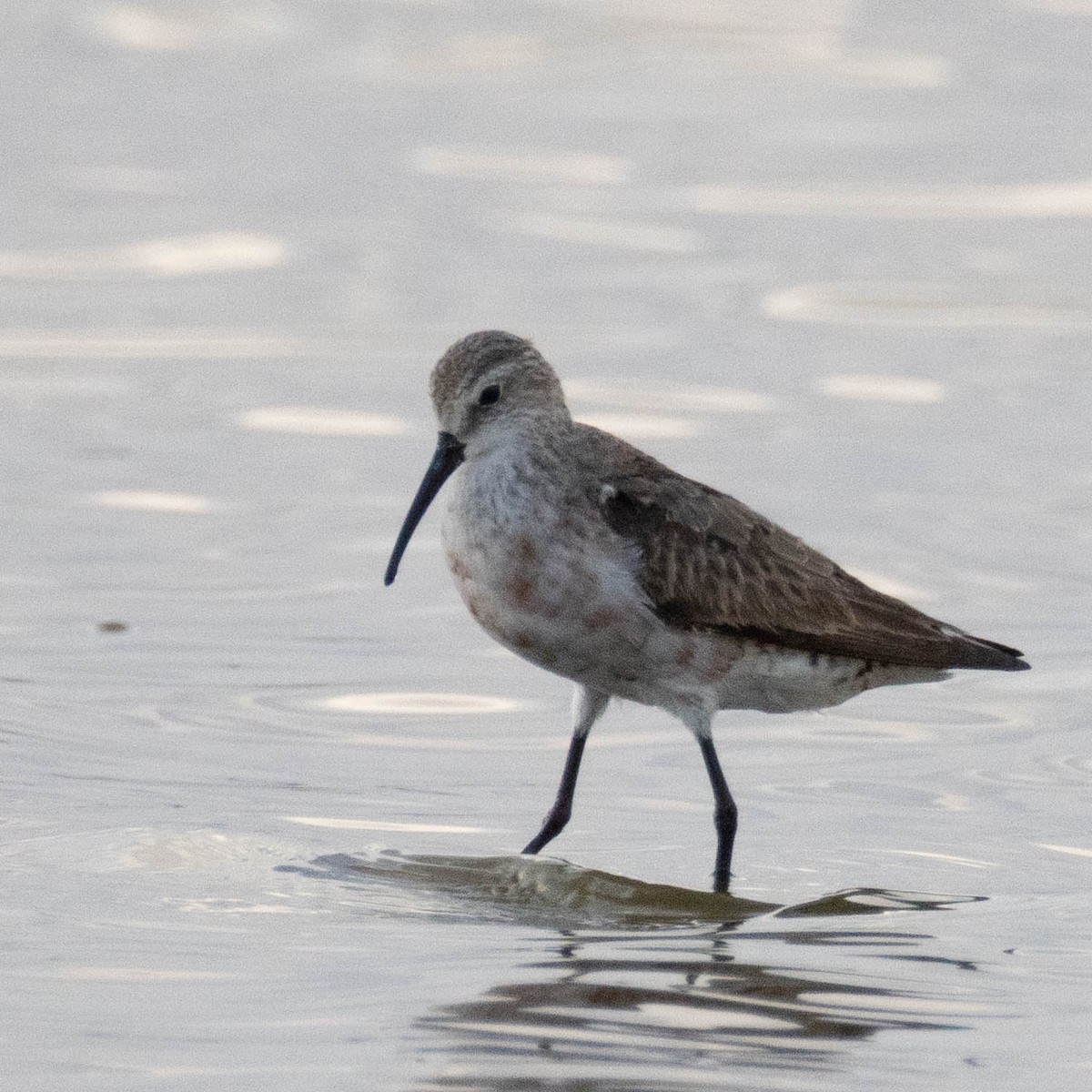 Curlew Sandpiper - ML646857580