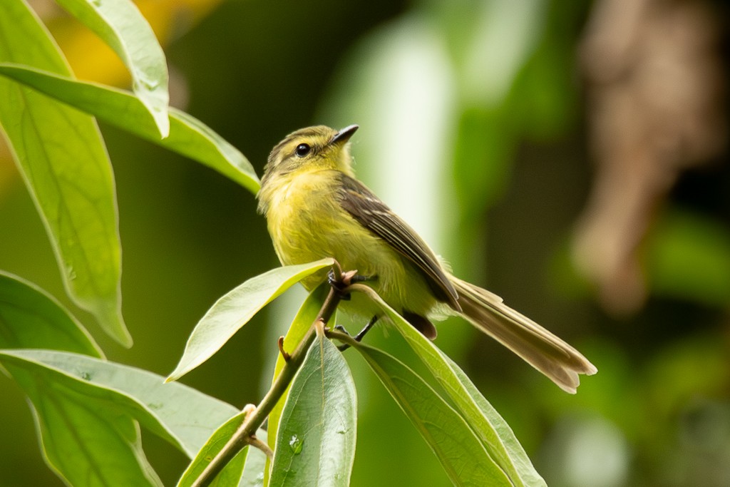 Yellow Tyrannulet - ML646857581