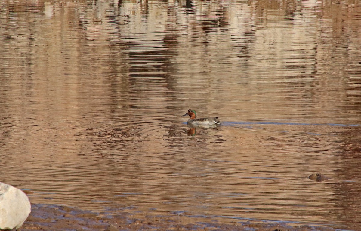 Green-winged Teal - ML646857582