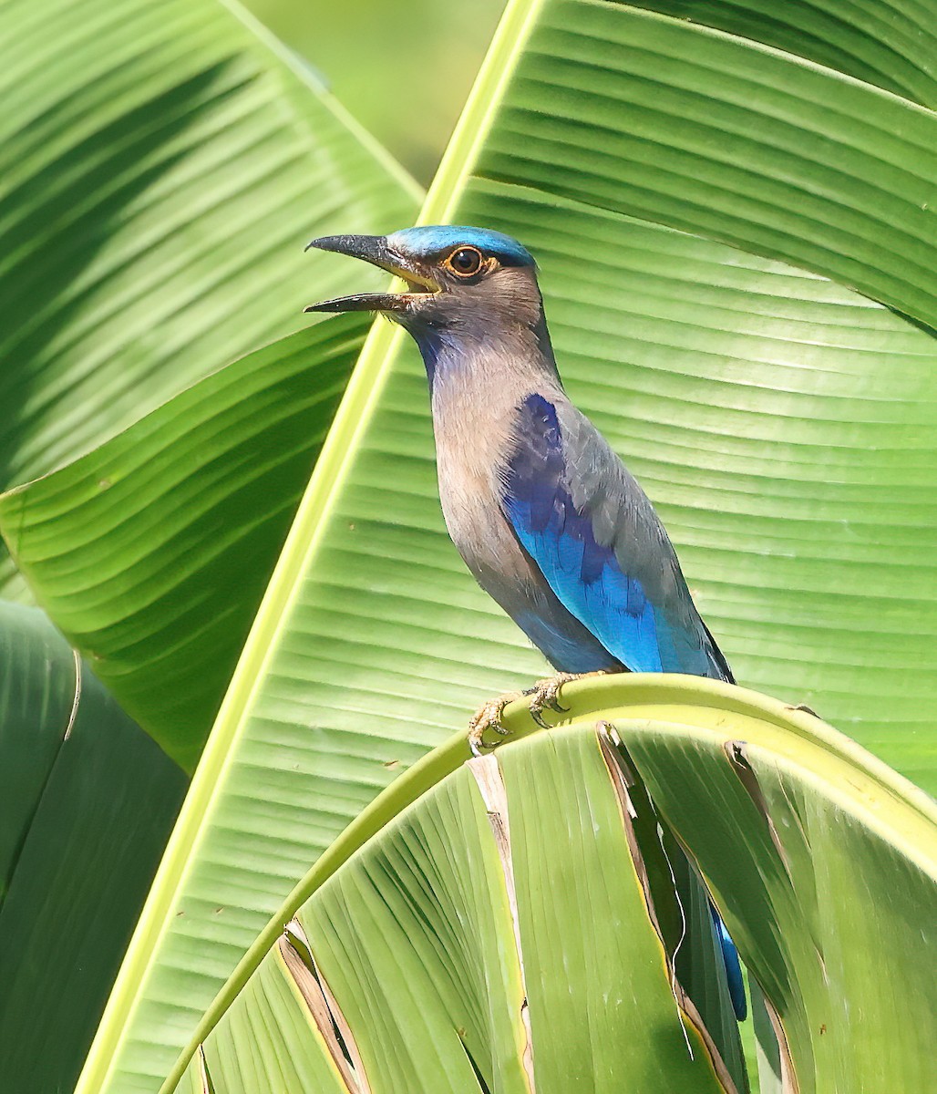 Indochinese Roller - ML646857583