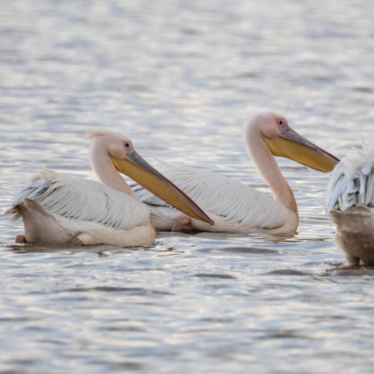 Great White Pelican - ML646857585