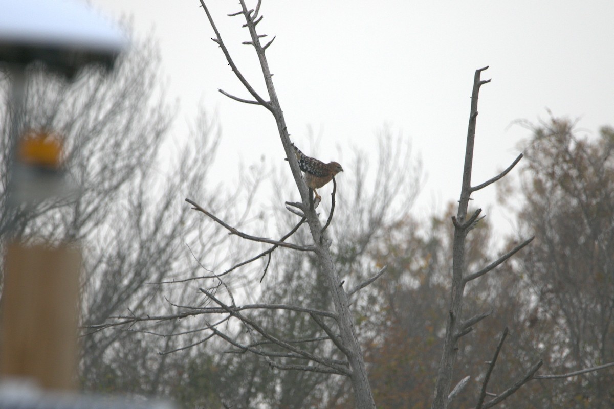 Red-shouldered Hawk - ML646857586