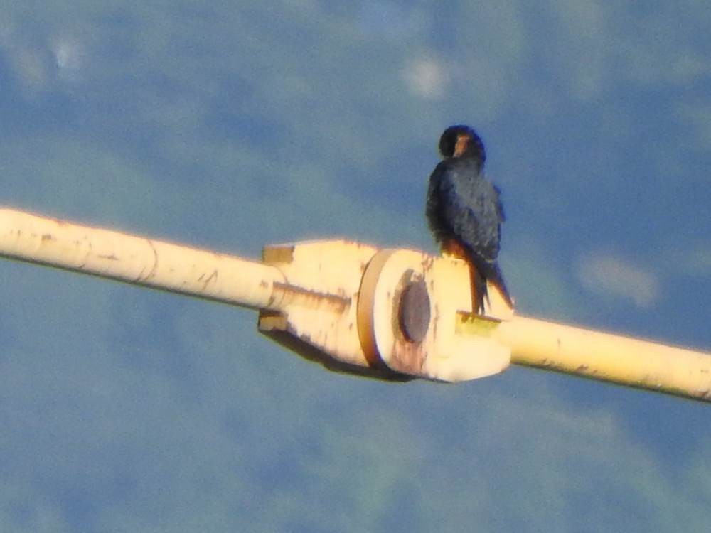 Bat Falcon - ML646857589