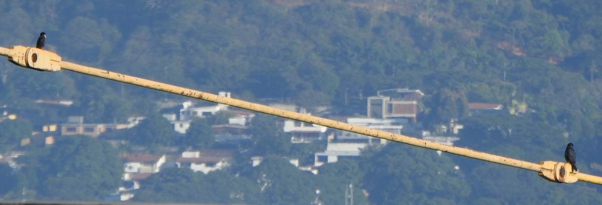 Bat Falcon - ML646857590