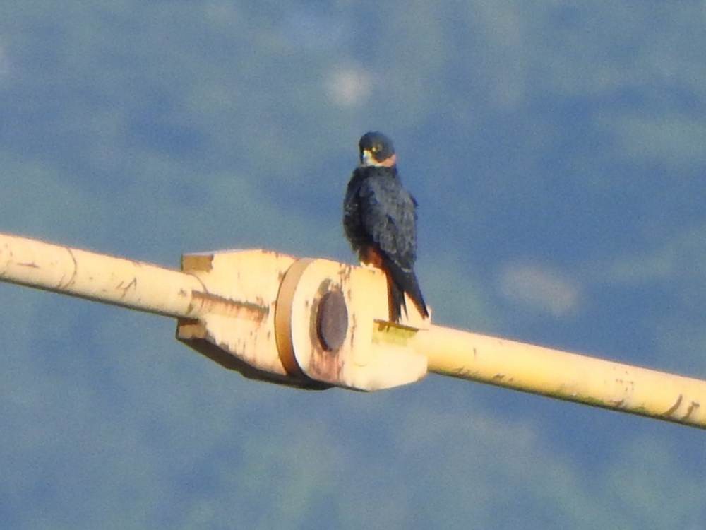 Bat Falcon - ML646857591