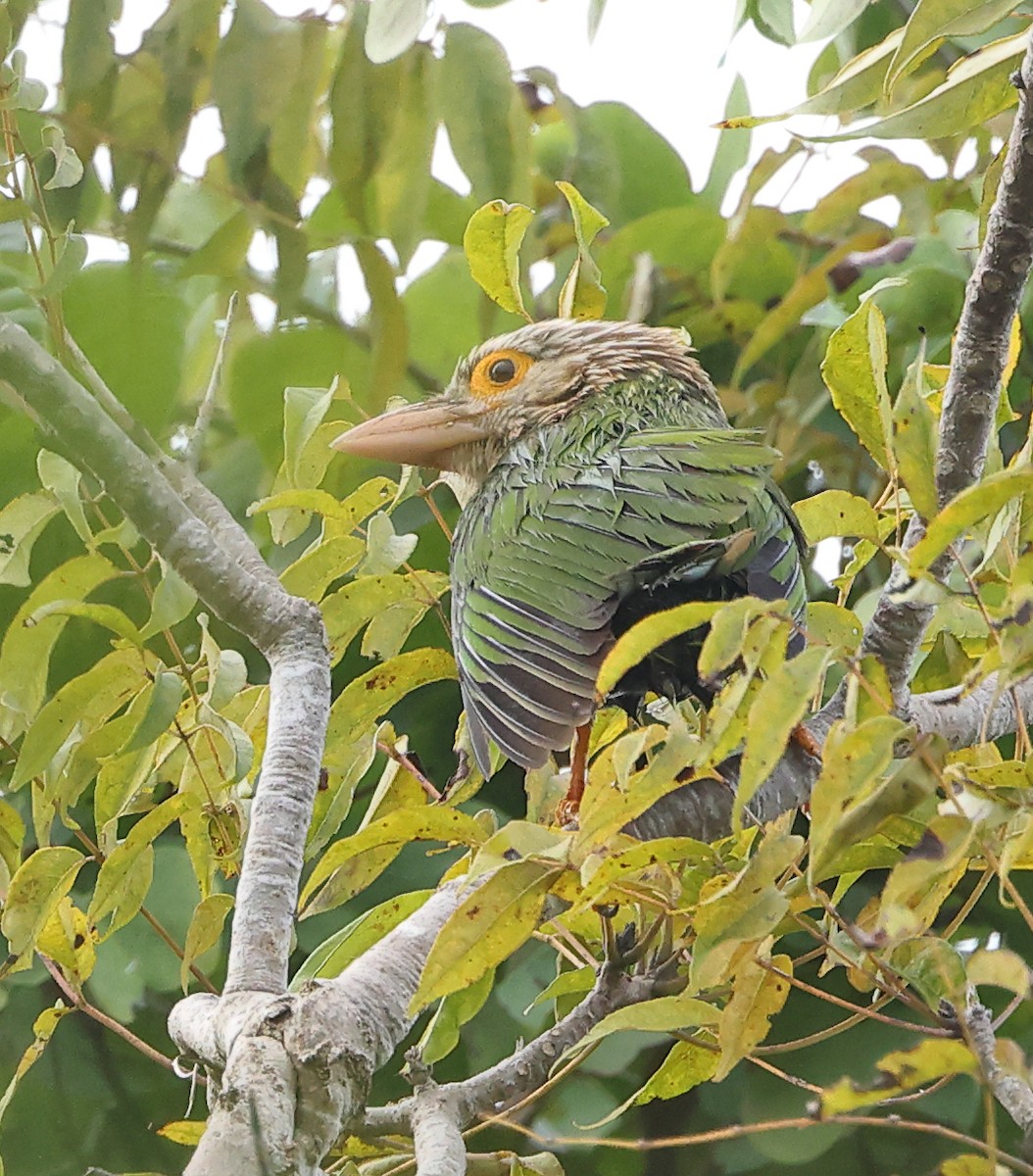 Lineated Barbet - ML646857593